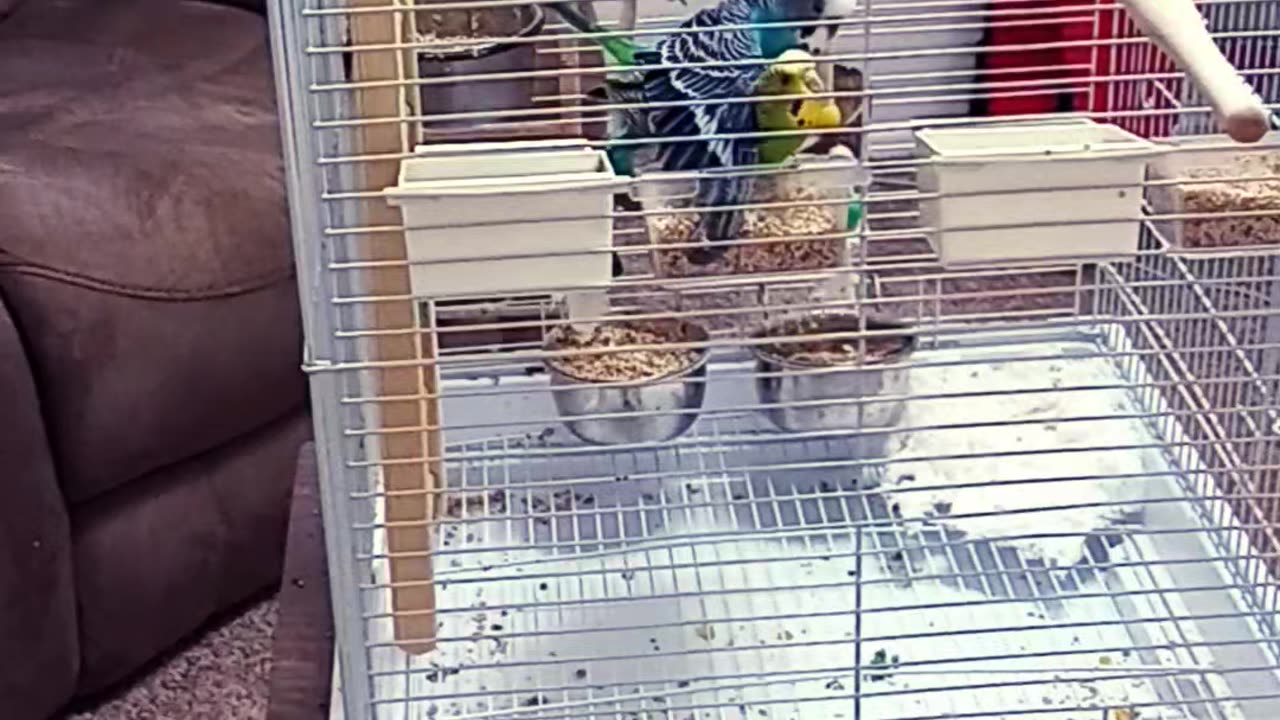 Budgies Mating