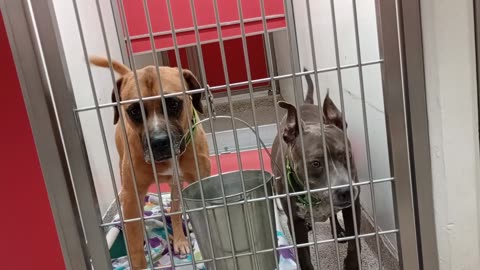 T'Challa@gate 5yA869126 Venus Comb 5y A874536 kennel 108 PACC shelter need more familiarity202573072