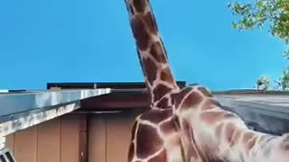 😂🐪 Ever Been Kissed by a Camel? | FunFM