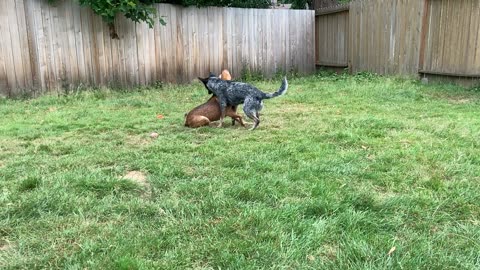backyard wrastlin 32984320984209