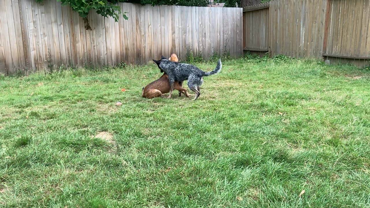 backyard wrastlin 32984320984209