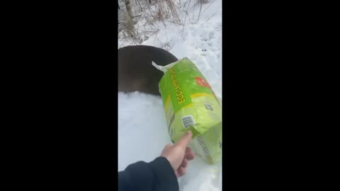 Ramapo police officer removes a bag that was stuck on the deer's head