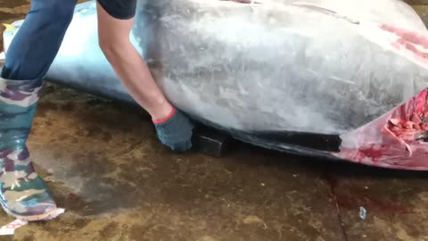 435kg Super-Giant Bluefin Tuna Sliced in Under 3 Minutes!
