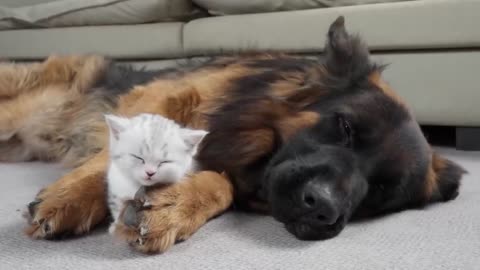 G.Shepherd meets kitten for the first time!!