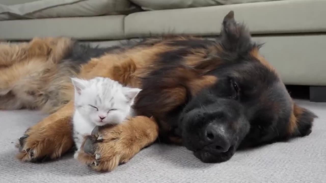 G.Shepherd meets kitten for the first time!!