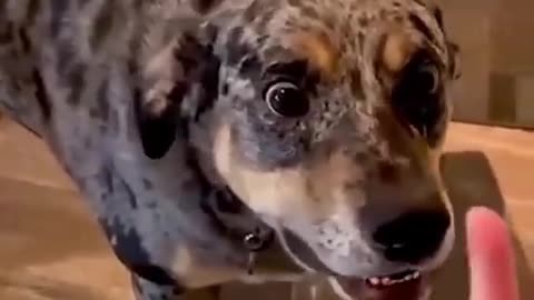 Dogs reaction in the face of the middle finger 🐶🤣
