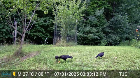 Crows Eating An Apple