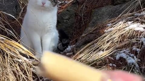 Dog's Comedy Videos 🤣 so cute videos and puppies comedy scenes 🤣 so cute 🥰 🥰 🥰 🥰