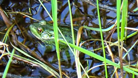 Bullfrog
