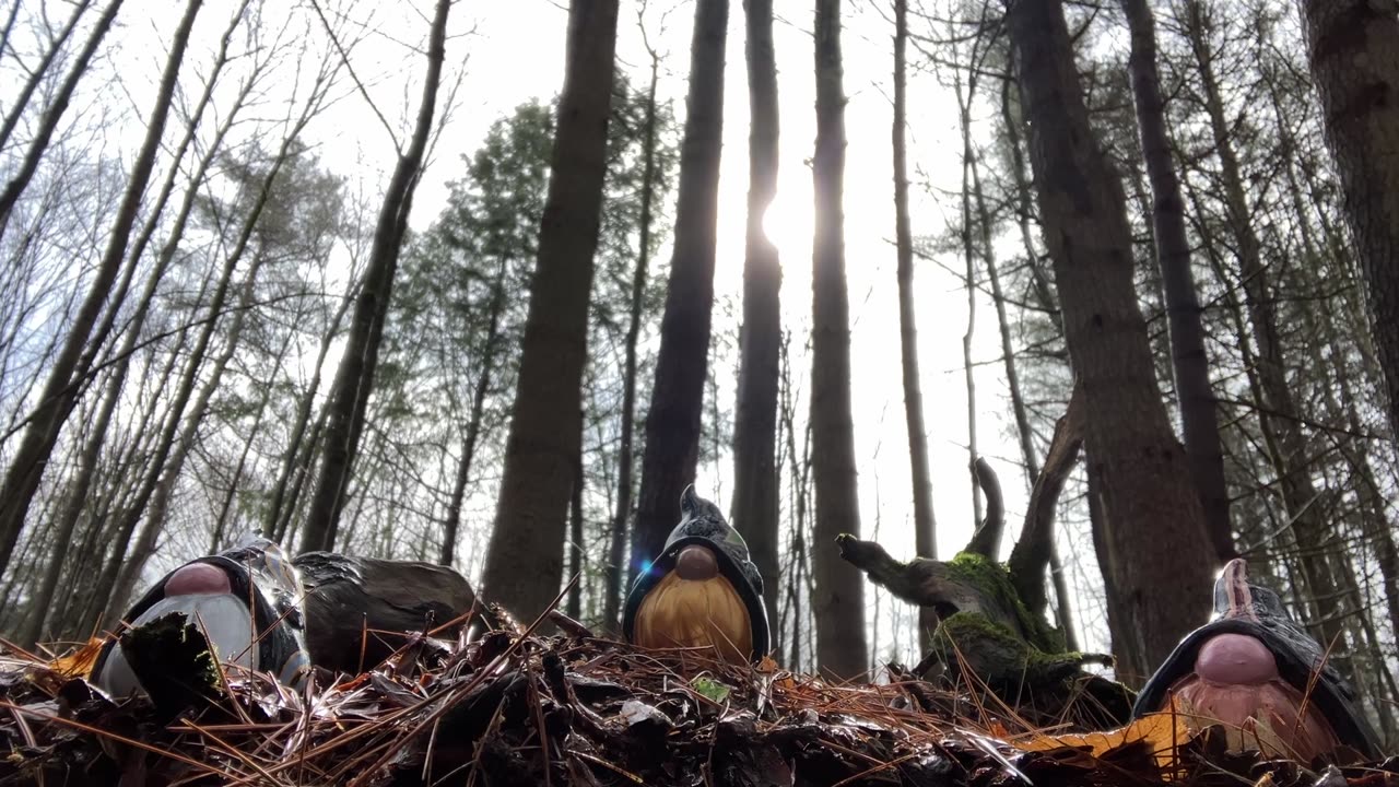 The Morrigan Gnomes, Part I