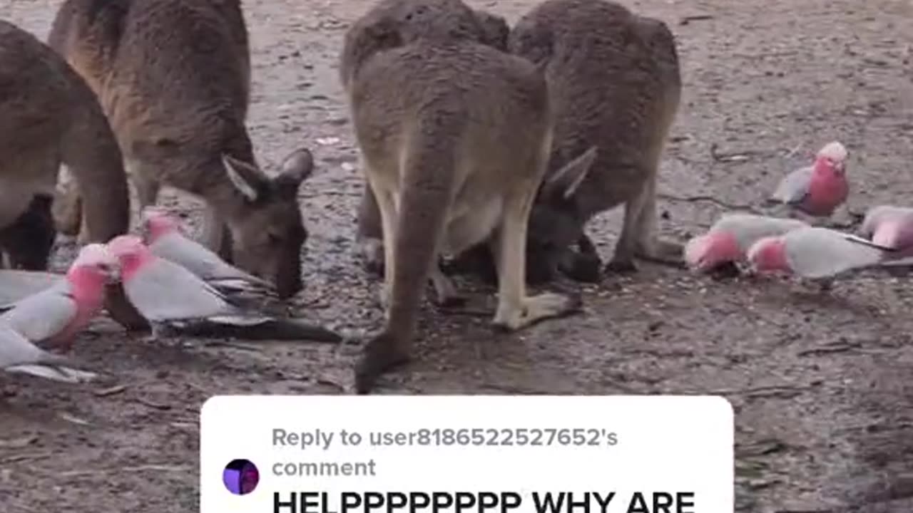 Kangaroo diaries only in Australia 🇦🇺