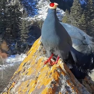 The blue eared pheasant in spring is bathing in the warm sunshine against the blue sky.