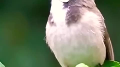 bulbul bird sound | beautifull bulbul bird