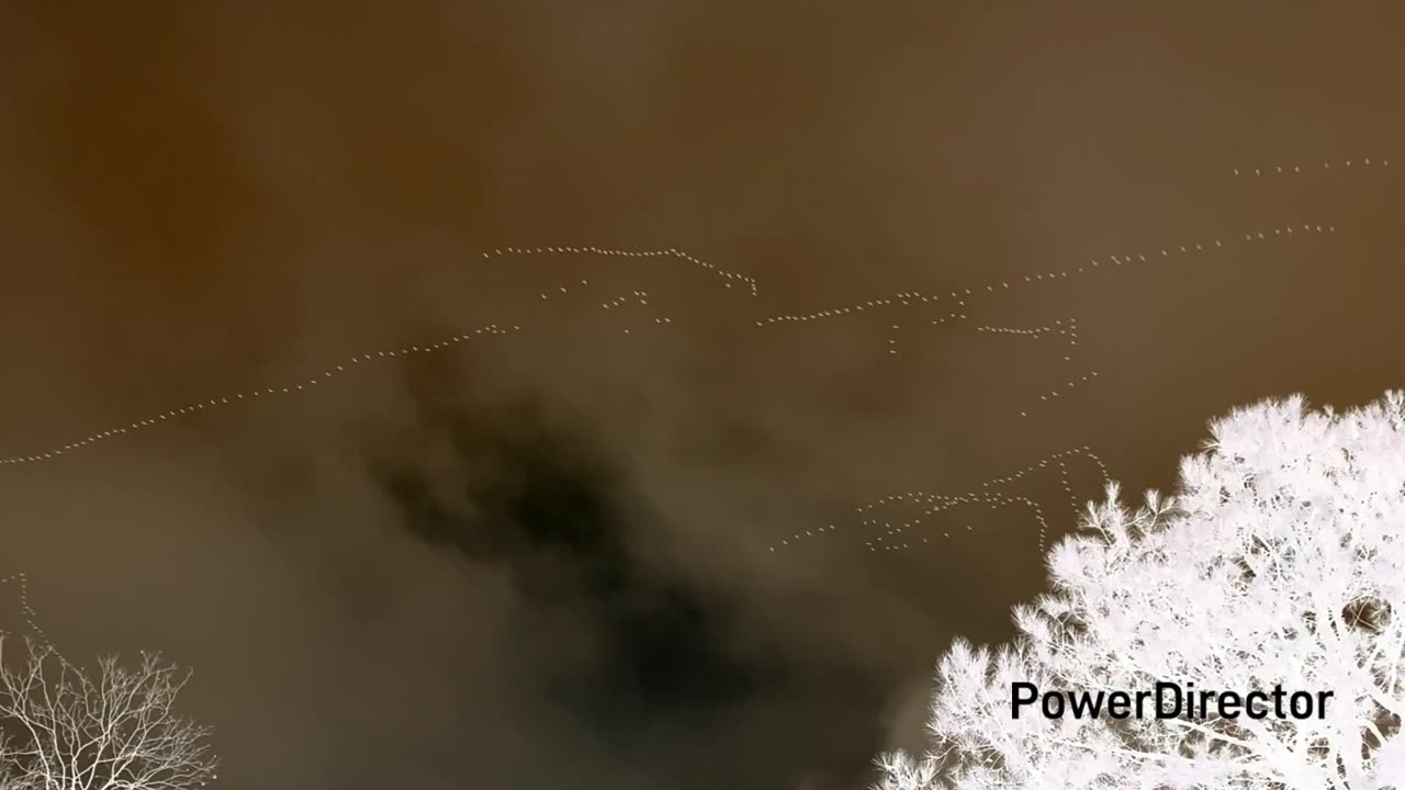 Bird migration 3 negative