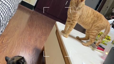 The confusing behavior of cats