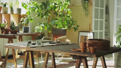 Monstera Plant Varieties