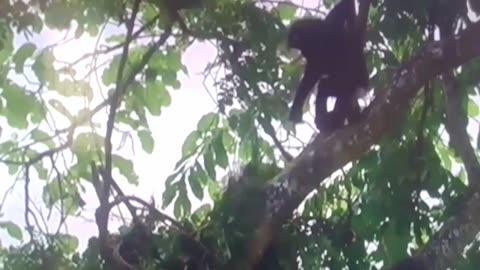 Chimpanzee Full video
