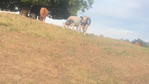😂🐄 Cows Love Jazz Theory? You Won't Believe It! | FunFM