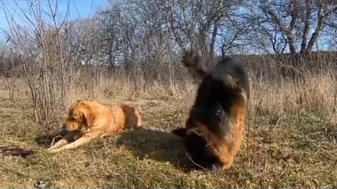 Dogs