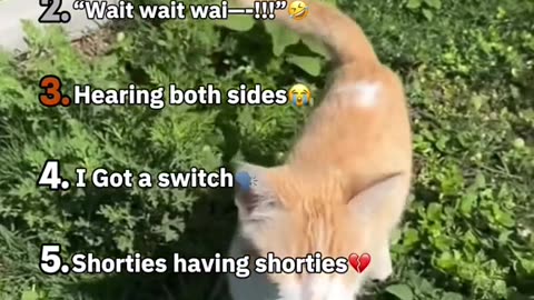 funny clips(animals) 😂