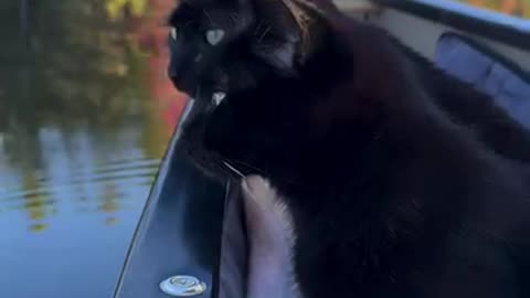 🐈‍⬛🍂🧡 Ledges and Coal