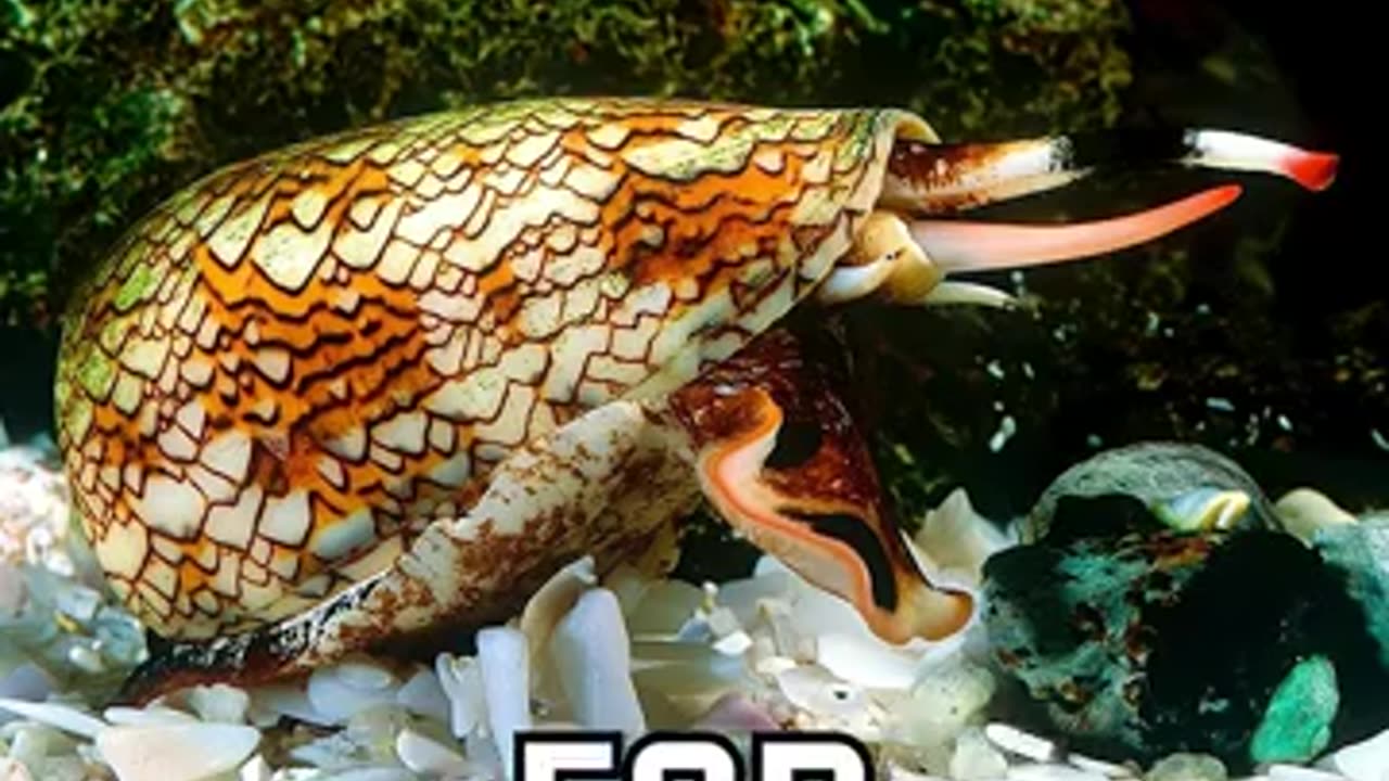 The worlds DEADLIEST snail