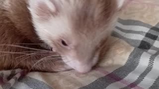 Romeo loves head scratches!!