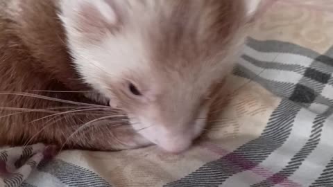 Romeo loves head scratches!!