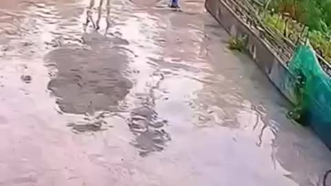 Amazing: Funny video #dog #funny #puppy #pets #animal #arabic #music #tontonight