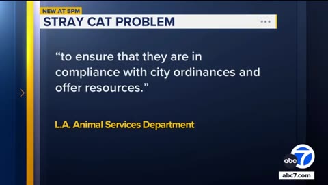 Neighbors say they're fed up with 'zombie' cat invasion