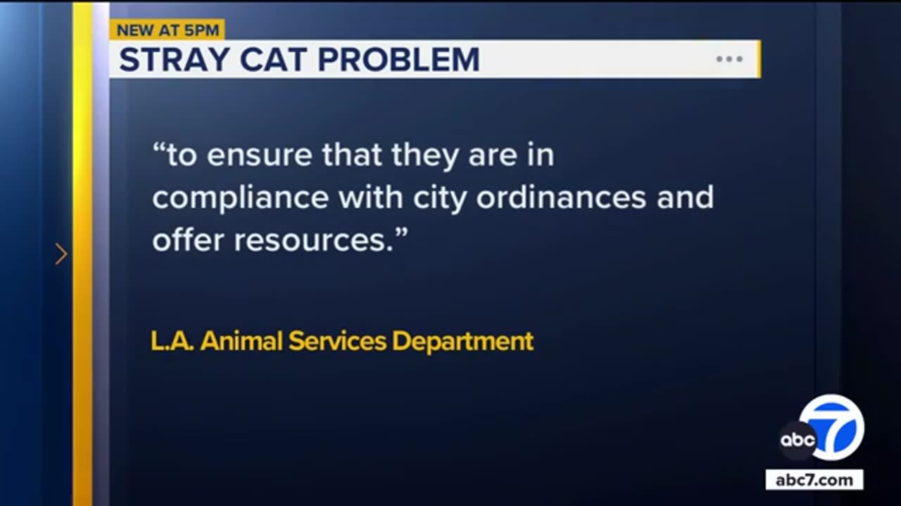 Neighbors say they're fed up with 'zombie' cat invasion