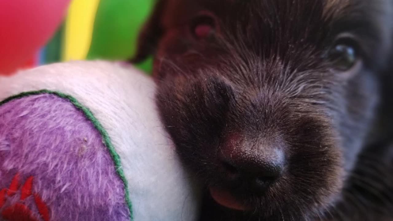 Wynona e i suoi cuccioli