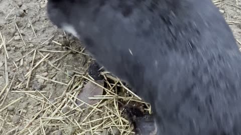 Curious Black Bunny Comes In Close 🐰