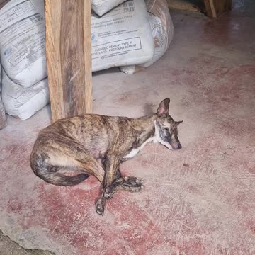 Lazy Farm Dogs Living Their Best Life 🐾 | Expat in the Philippines 🇵🇭