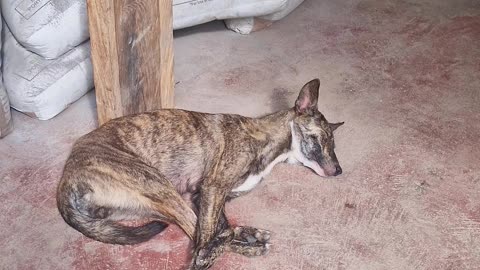 Lazy Farm Dogs Living Their Best Life 🐾 | Expat in the Philippines 🇵🇭