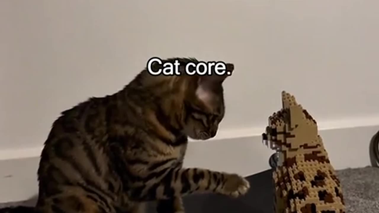 😂🐱 Cute Cat Tries to Make a New Friend! | FunFM