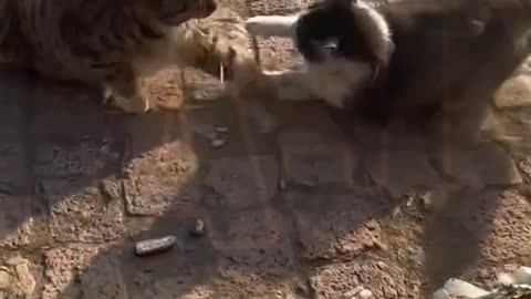 Funny video