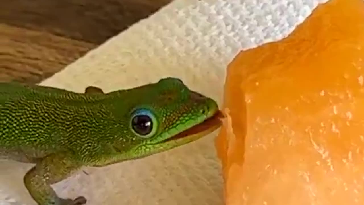 mlem mlem mlem mlem mlem