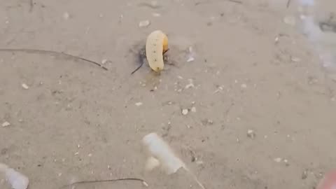 Catching Razor Clams – Mudflat Harvesting in Action