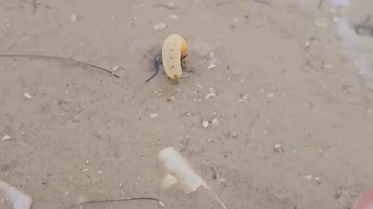 Catching Razor Clams – Mudflat Harvesting in Action