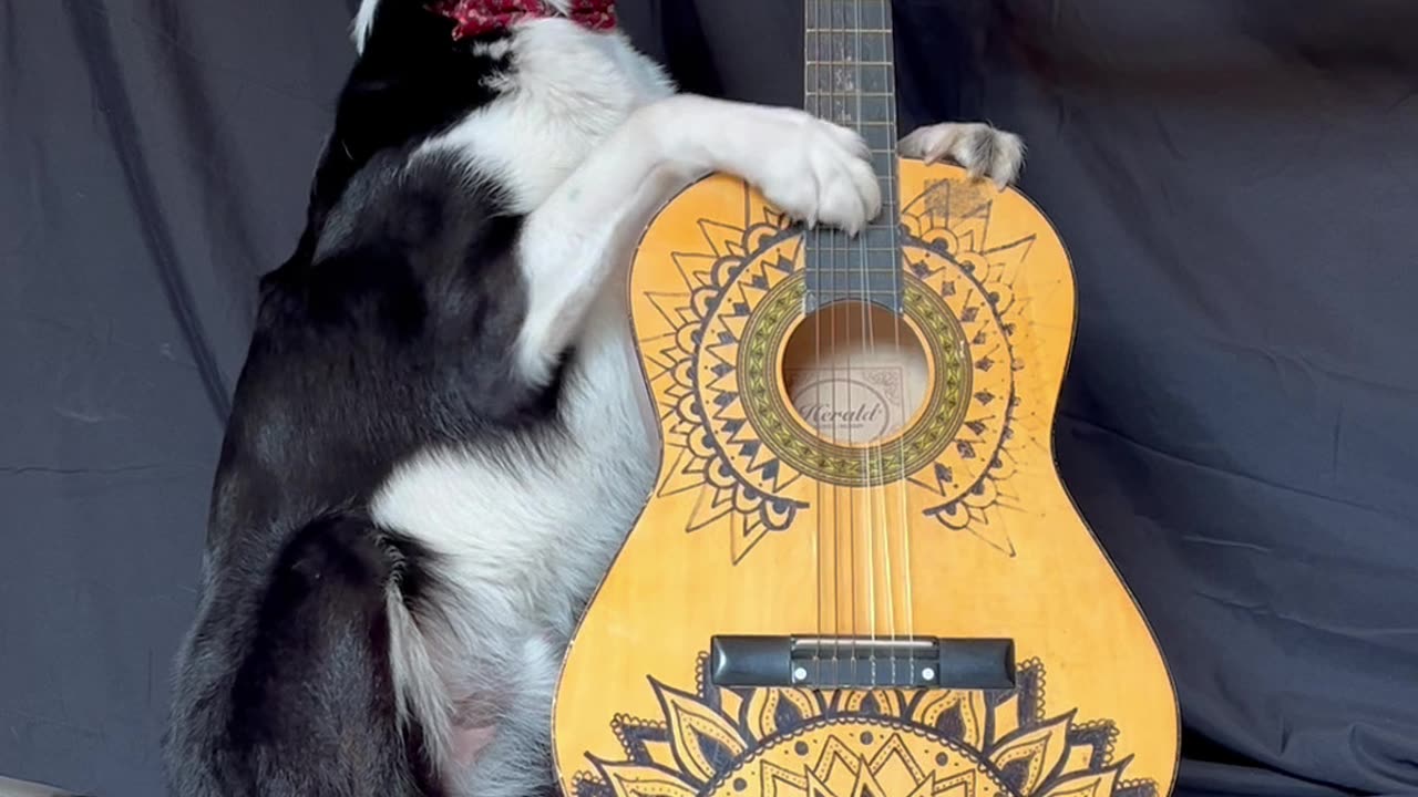 Border Collie Plays Guitar
