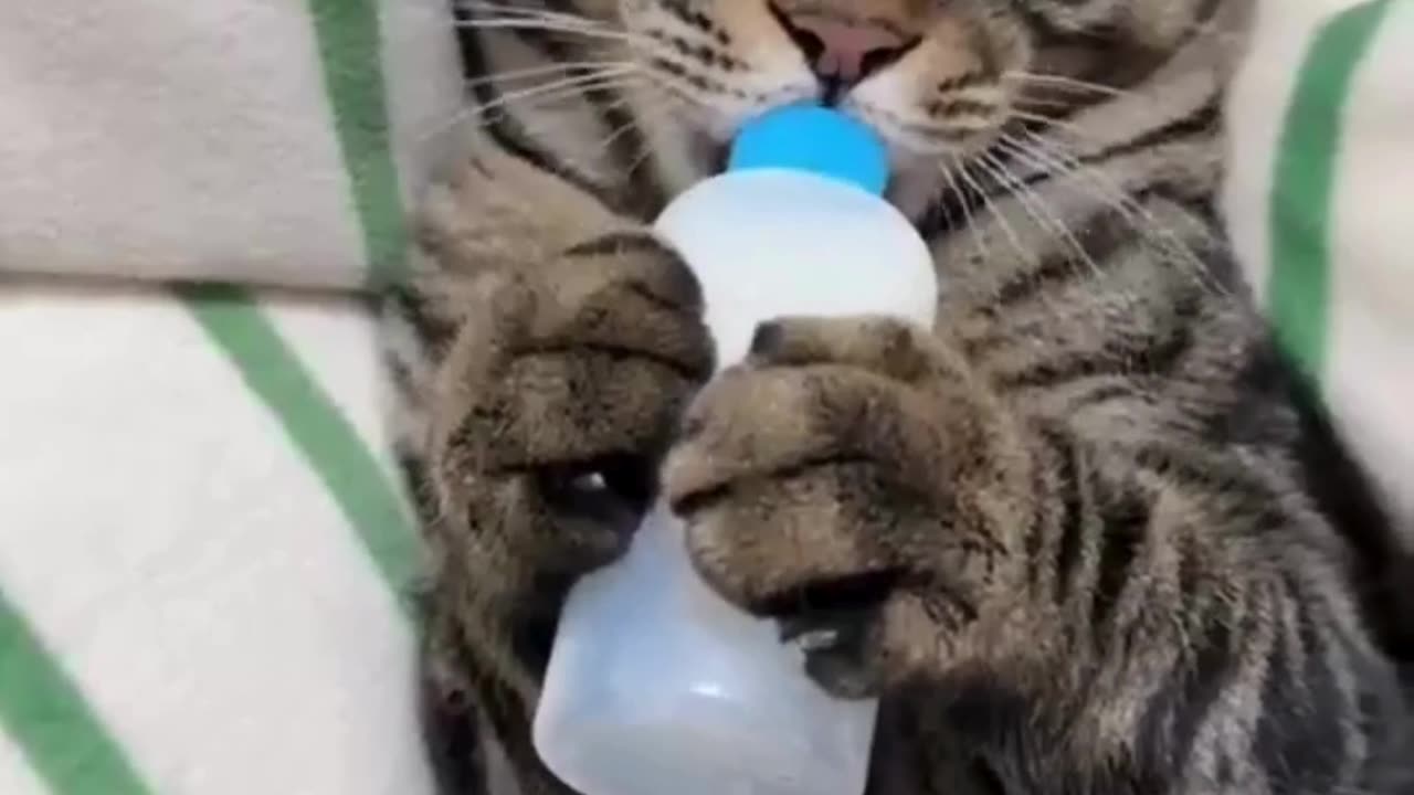 Must Watch Cute Babies Funny Videos" Animal Antics in the Kitchen & Wild Nature Fails!