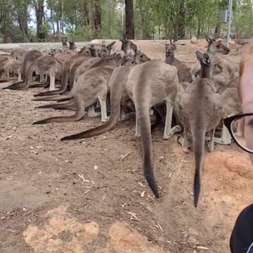 Kangaroo diaries only in Australia 🇦🇺