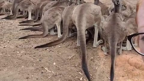 Kangaroo diaries only in Australia 🇦🇺