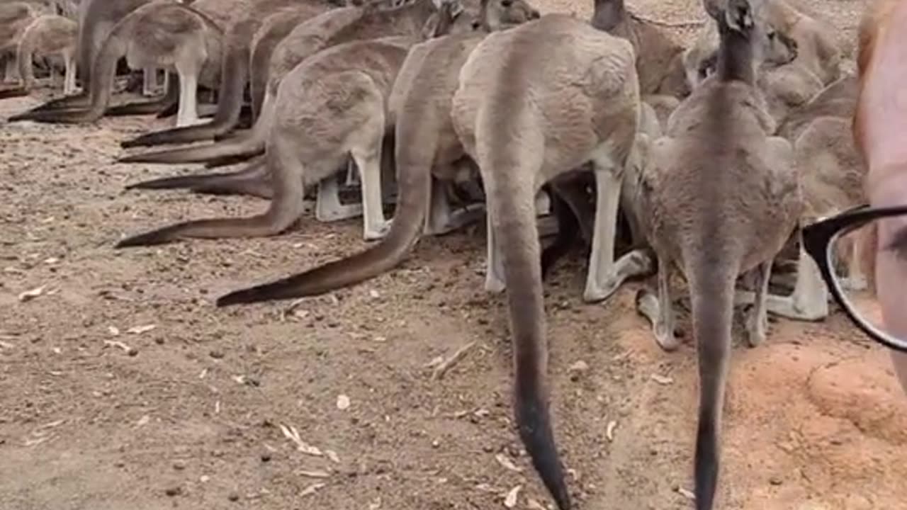 Kangaroo diaries only in Australia 🇦🇺