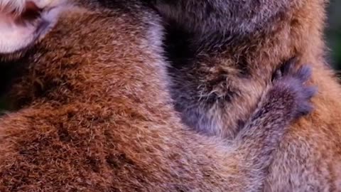 Hop Into Hugs 🦘🌿 | Sounds of Nature