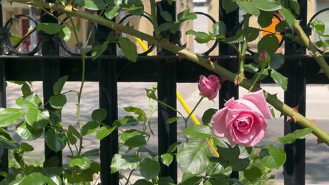 Beautiful rose nature/calm/relaxing video