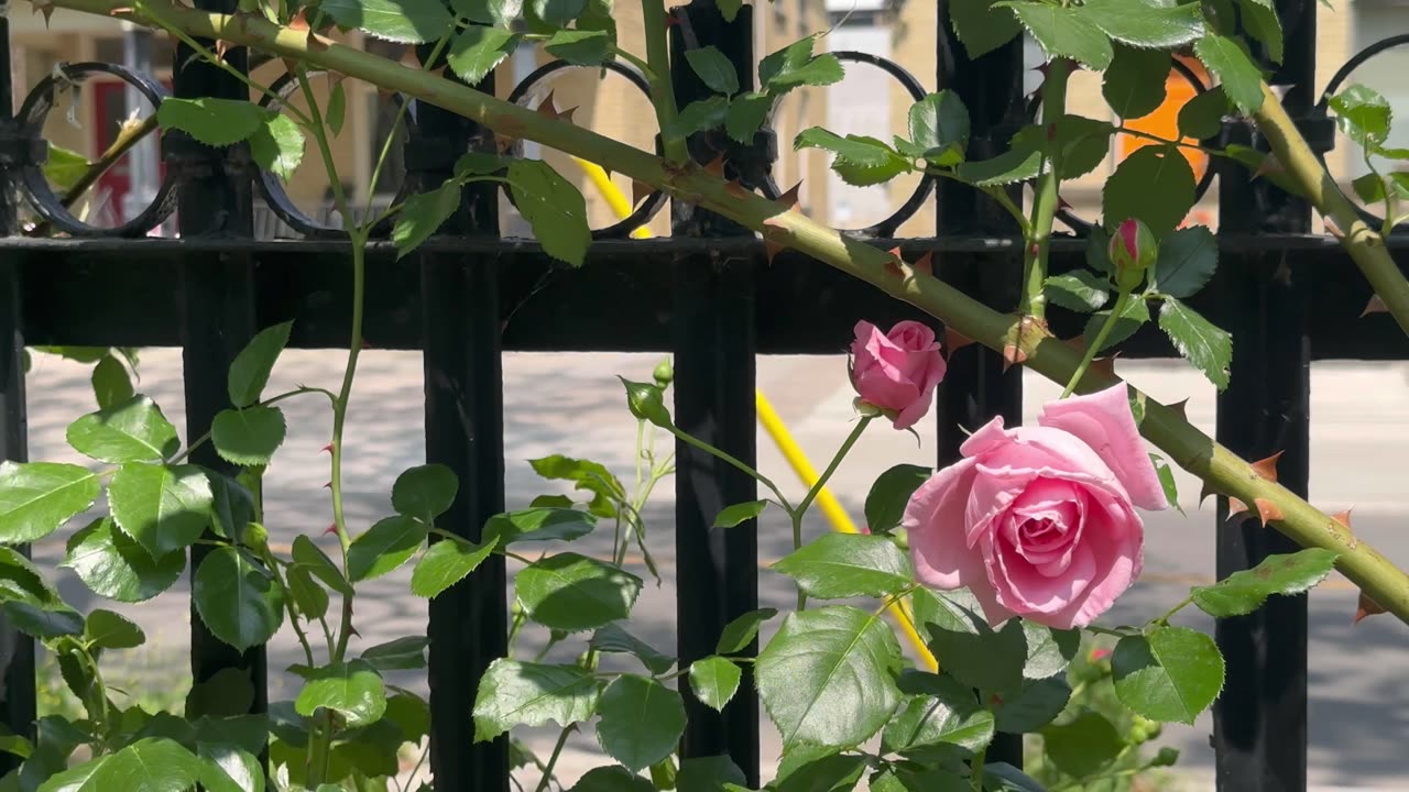 Beautiful rose nature/calm/relaxing video