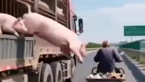 Video of pig escaping going VIRAL