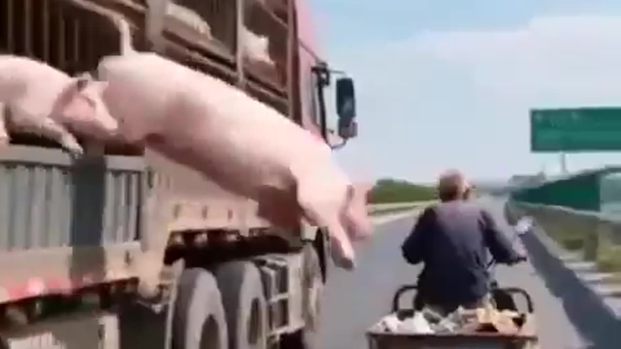 Video of pig escaping going VIRAL